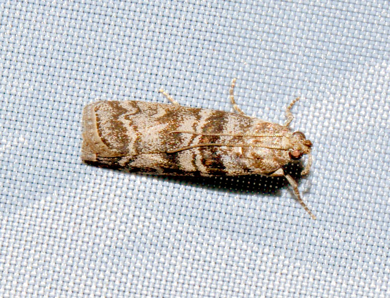 Pyralidae da confermare - Dioryctria sylvestrella